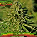 Auto Tereshkova Feminised Wholesale